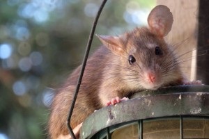Rat extermination, Pest Control in Kensington, W8. Call Now 020 8166 9746