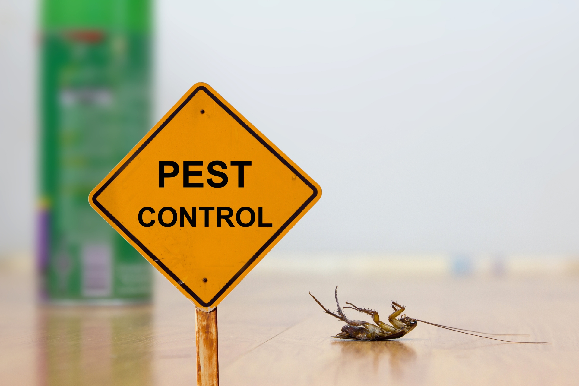 24 Hour Pest Control, Pest Control in Kensington, W8. Call Now 020 8166 9746