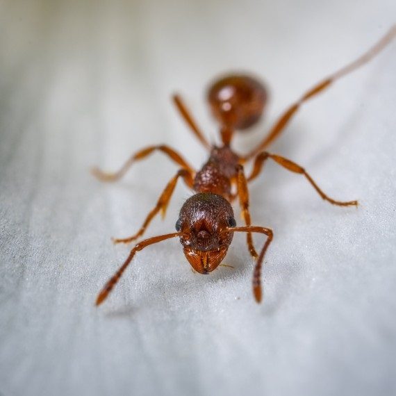Field Ants, Pest Control in Kensington, W8. Call Now! 020 8166 9746