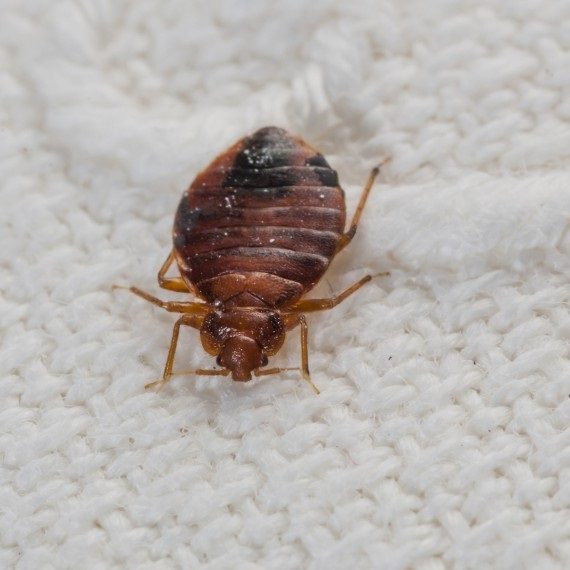 Bed Bugs, Pest Control in Kensington, W8. Call Now! 020 8166 9746
