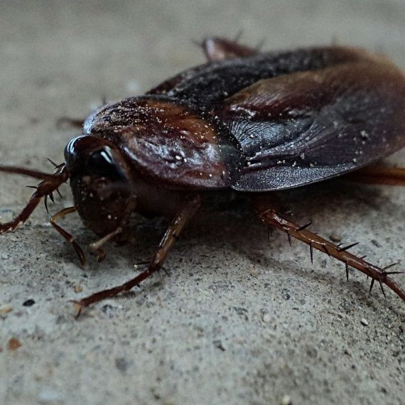 Cockroaches, Pest Control in Kensington, W8. Call Now! 020 8166 9746