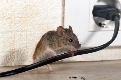 Pest Control in Kensington, W8. Call Now! 020 8166 9746