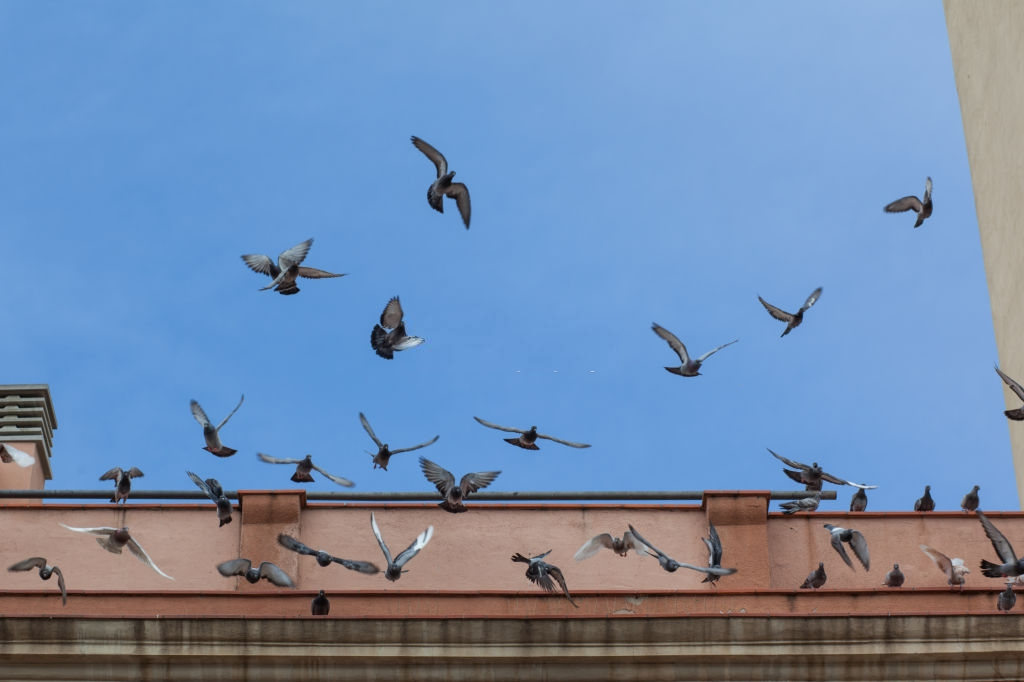 Pigeon Pest, Pest Control in Kensington, W8. Call Now 020 8166 9746
