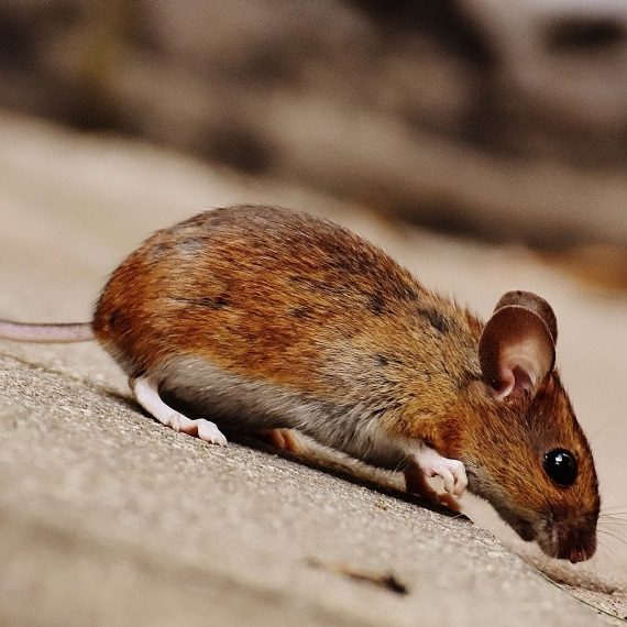 Mice, Pest Control in Kensington, W8. Call Now! 020 8166 9746