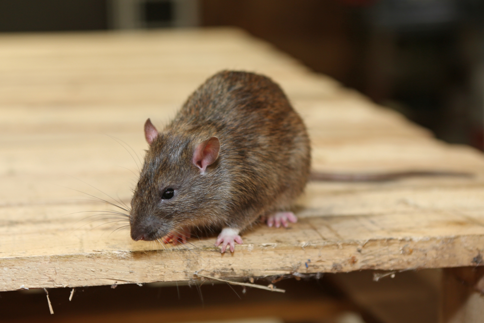 Rat Infestation, Pest Control in Kensington, W8. Call Now 020 8166 9746