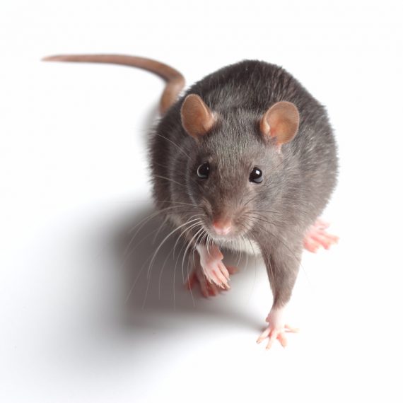 Rats, Pest Control in Kensington, W8. Call Now! 020 8166 9746