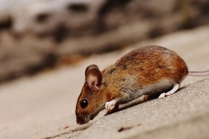 Mouse extermination, Pest Control in Kensington, W8. Call Now 020 8166 9746