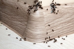 Ant Control, Pest Control in Kensington, W8. Call Now 020 8166 9746