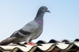 Pigeon Pest, Pest Control in Kensington, W8. Call Now 020 8166 9746