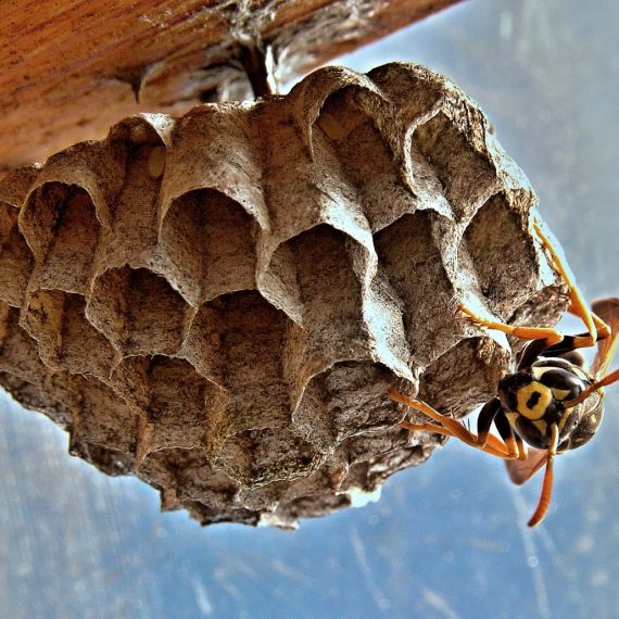 Wasps Nest, Pest Control in Kensington, W8. Call Now! 020 8166 9746